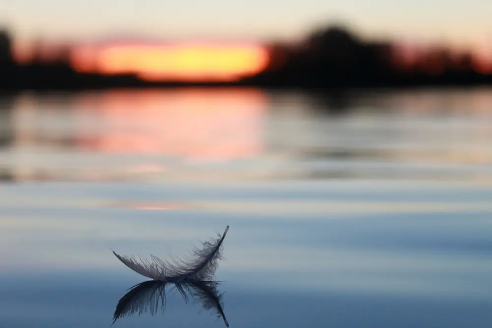 A-Feather-on-the-lake - Finding Peace Counseling Service PLLC A Feather on the lake
