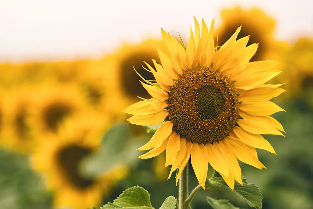 Bright-yellow-sunflower-in-field - Finding Peace Counseling Service PLLC