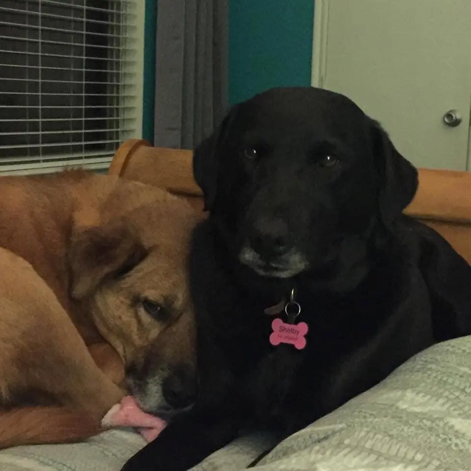 Julia Wesley’s two pet dogs relaxing closely together on a couch, including a black dog wearing a pink name tag and a brown dog resting beside it.