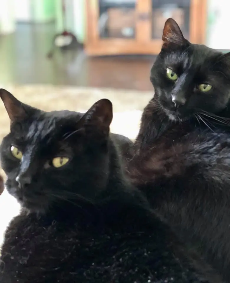 Wesley’s two black pet cats with bright green eyes relaxing closely together indoors.